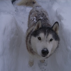 Winter Storm 2010